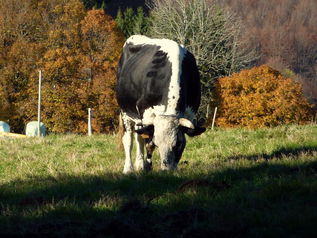 Gite Schlitteur Et Sapiniere Breitenbach Exterior photo